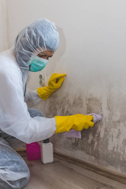 Best Mold Remediation for Healthcare Facilities  in Republic, WA
